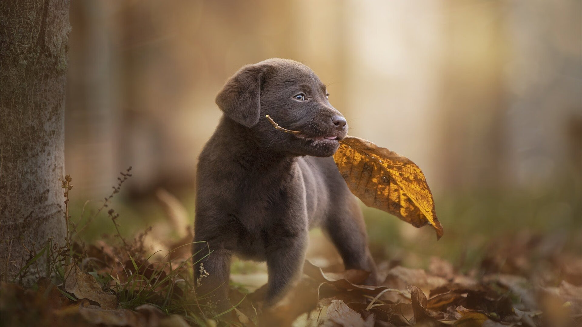 76人将主场改名为“自由中心”，融合城市文化理念，76人主场音乐