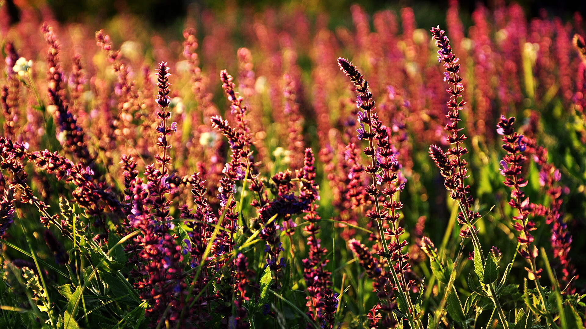 _夜空星舞跑：月色下的浪漫运动体验_，舞夜星空简介