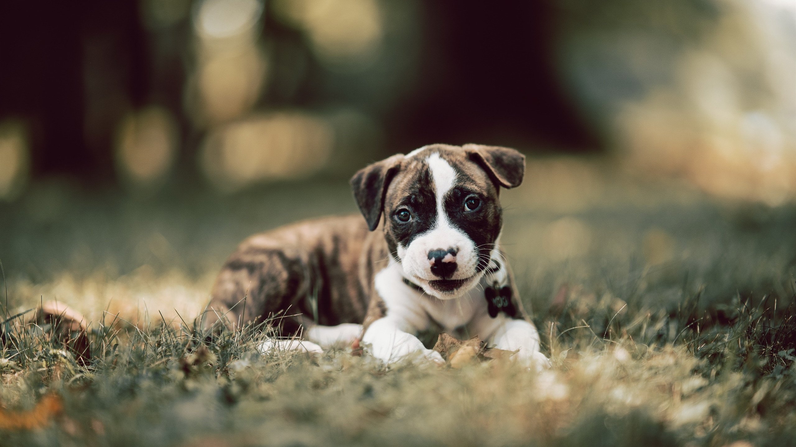 “青春逐梦”篮球文化主题演讲在北京激励百万青少年奋勇争先,篮球演讲稿三分钟