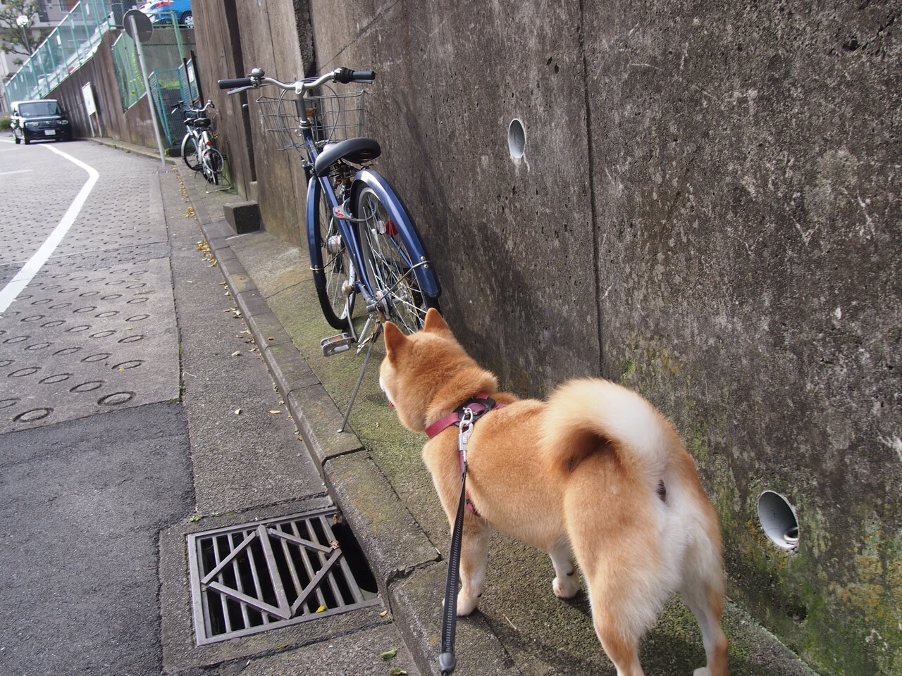 【冠军故事】夺冠球队背后的荣耀与努力，夺得总冠军的球队