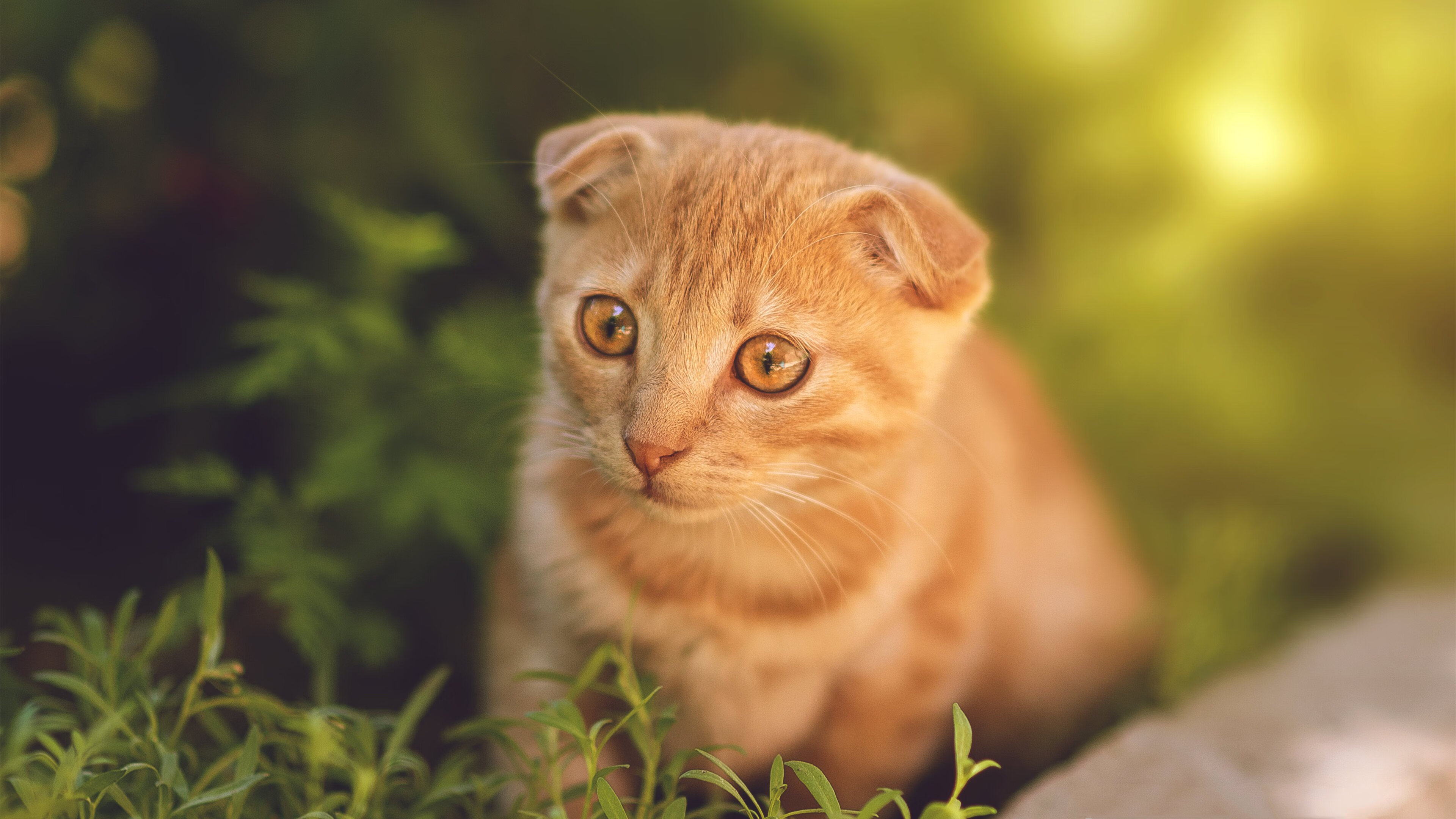 中国篮球新赛季筹备工作全面展开,期待佳绩,中国篮球联赛季后赛程