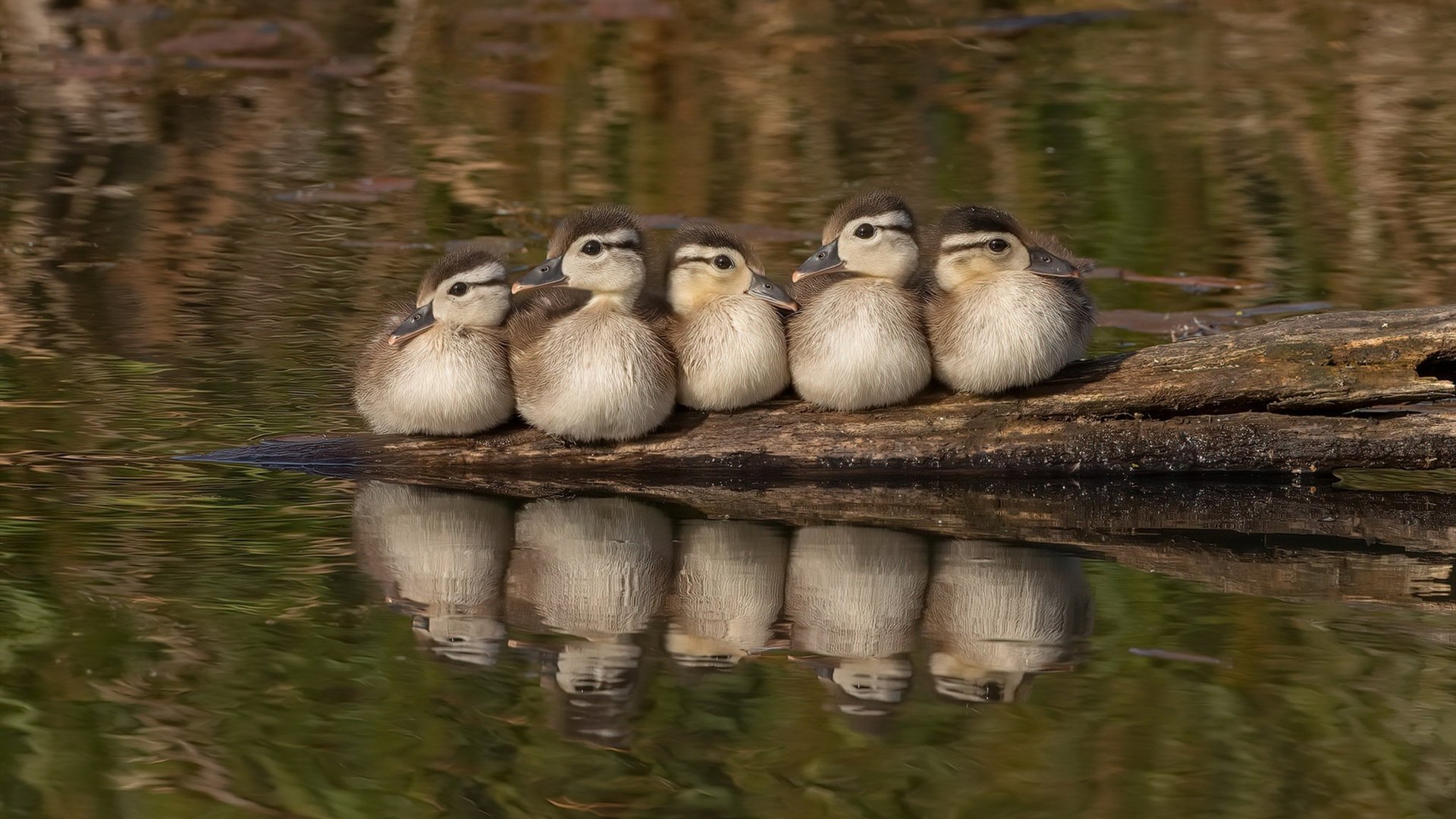 传统竹竿舞运动会,文化传承与现代结合,竹竿舞表演解说词