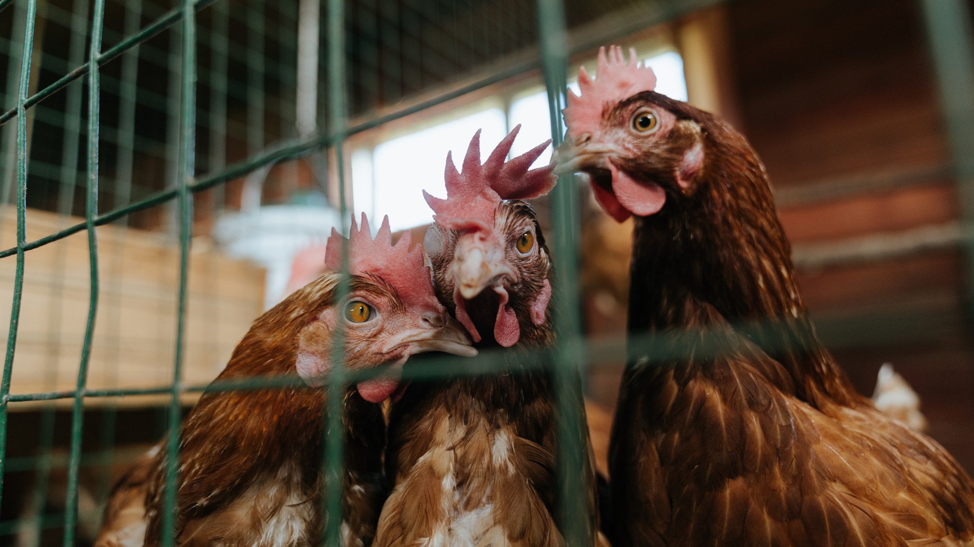 塞内加尔男足在巴黎奥运会上展现出强大的进攻火力,塞内加尔男足大名单