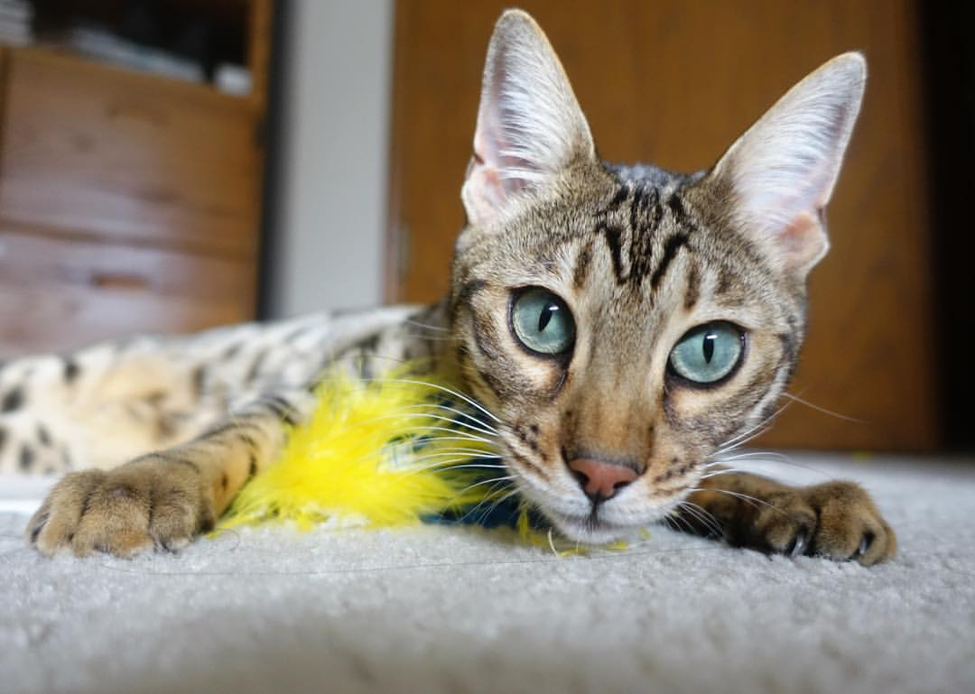 异想天开的足球广告:带你领略不同的创意,足球广告视频