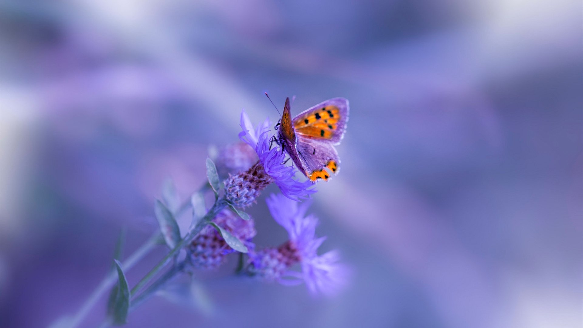 掘金发布动态战术白皮书，引领联盟战术透明化，掘金策略官网