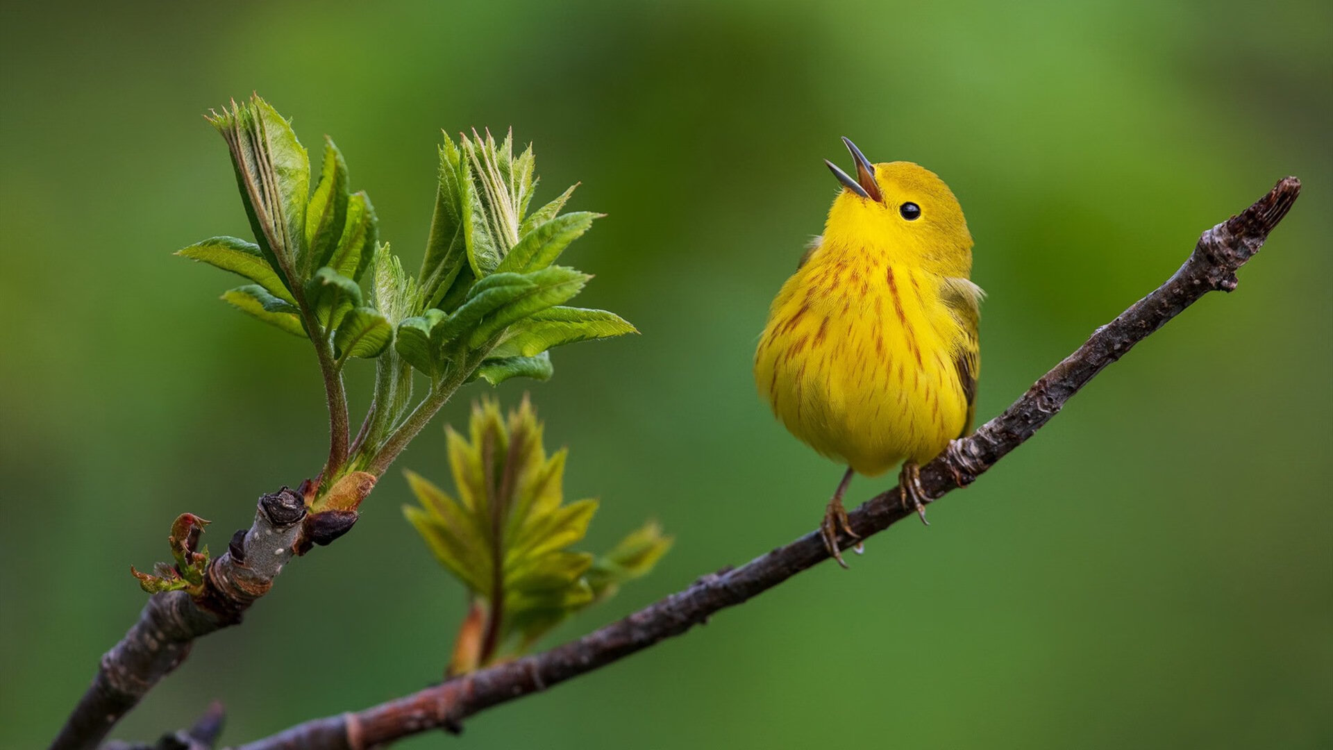 未来足球教练培养方案全面升级，专业化水平提升，足球教练的规划