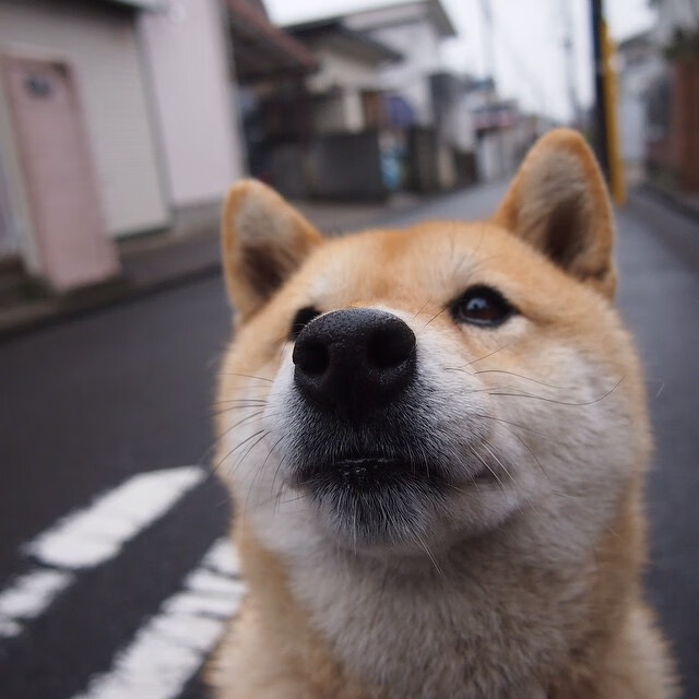 湖人队迎来关键战役,詹姆斯期待再展神威,湖人官推发布詹姆斯入场照