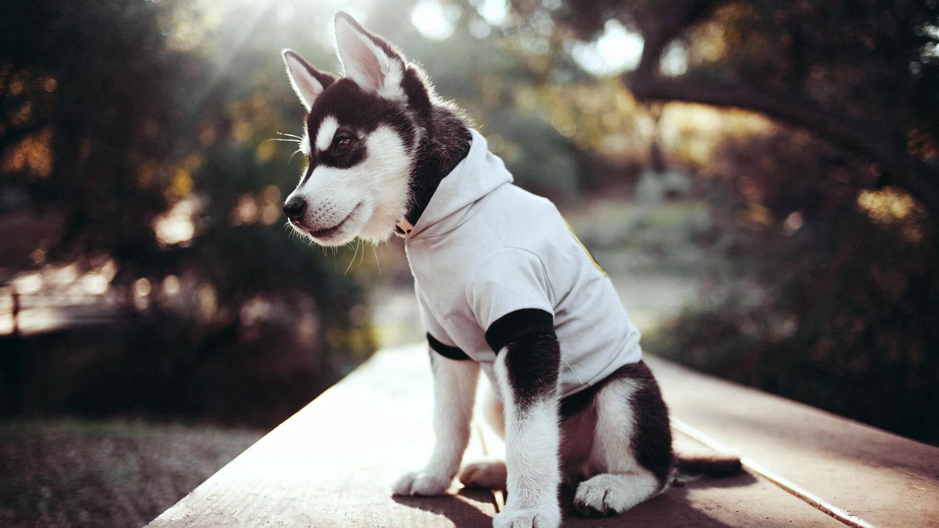 RNG主场观众热情高涨，rng 主场