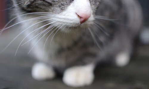 快船客场惨败猛龙,赢得重要一战,快船 vs