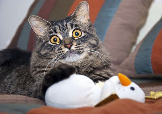 比利时队在欧洲杯期间多名主力球员因伤缺阵,比利时欧洲杯主力阵容