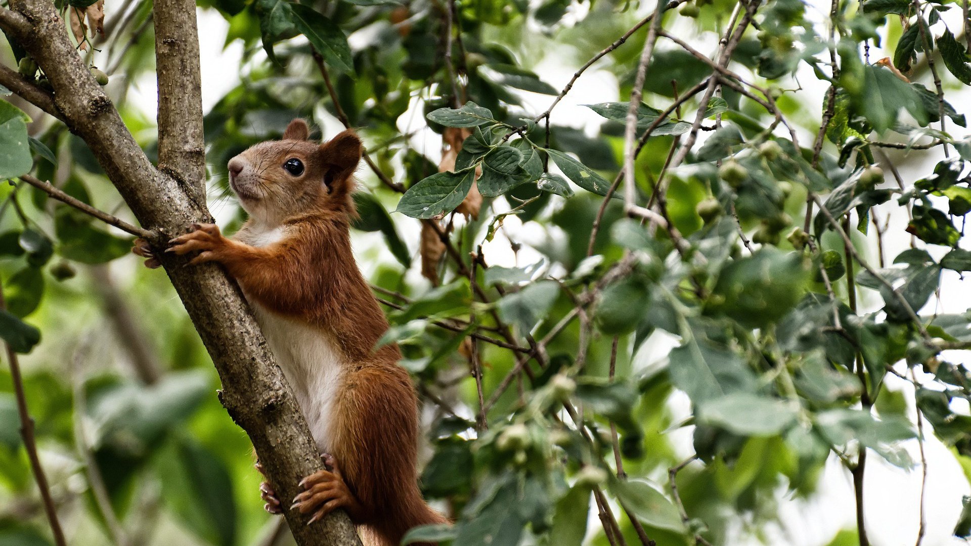 那不勒斯锋线压迫造成防线崩溃,那不勒斯前锋组合
