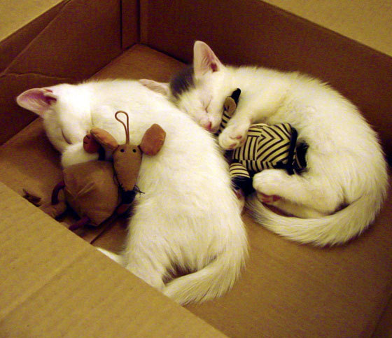 极限攀岩赛事在高原地区举行挑战升级，极限攀爬视频