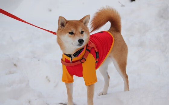 科特迪瓦男篮在非洲锦标赛中持续发光，体育崛起加速，非洲 科特迪瓦