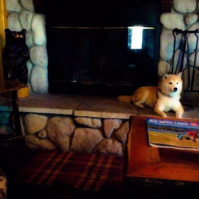 马术比赛裁判新规解读，马术比赛rt